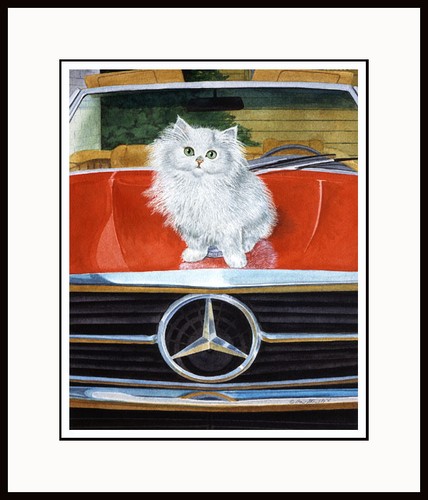 Mercedes white persian - mercedes,